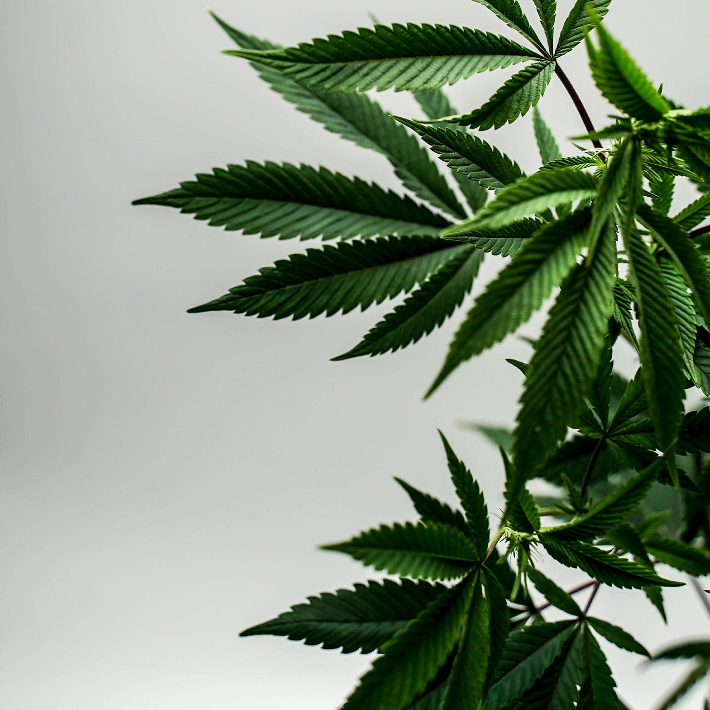 HEMP