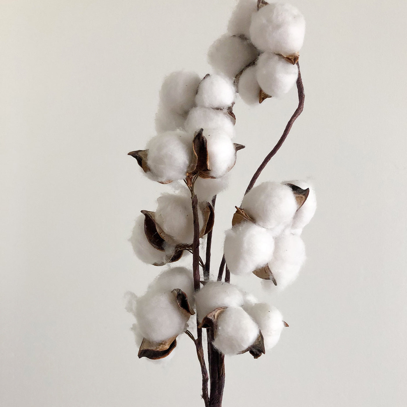 Organic Cotton
